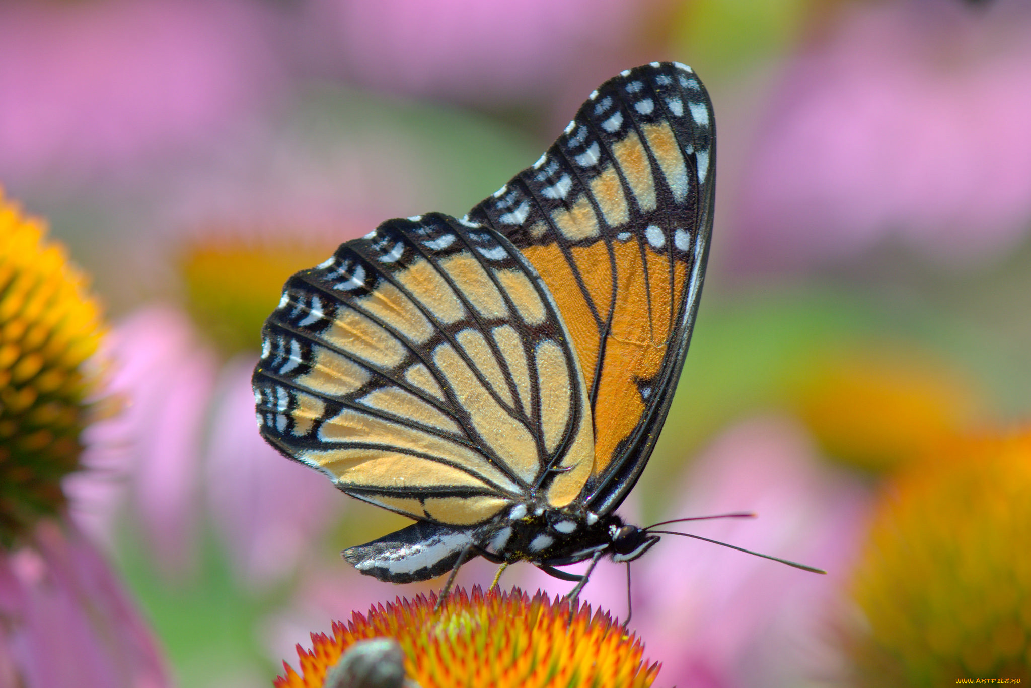 Цветы похожи на крылья бабочек. Картинки на рабочий стол бабочки. Крылья бабочки монарха. Американская бабочка. Цветок похожий на Крылья бабочки.